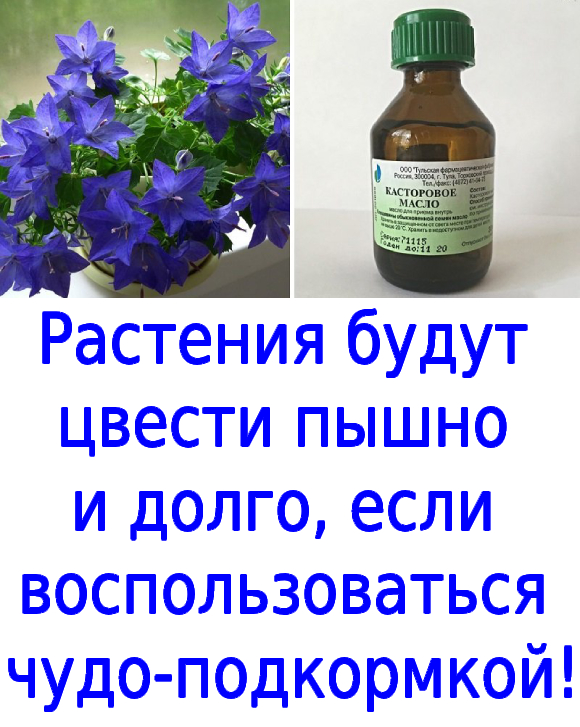 Растения будут цвести пышно и долго, если воспользоваться чудо-подкормкой!