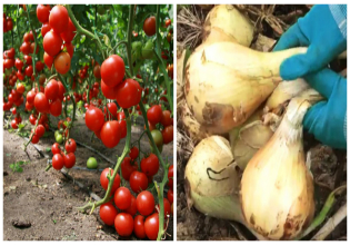 Секрет богатого урожая: Органическое удобрение. Подойдет для всех растений без исключения