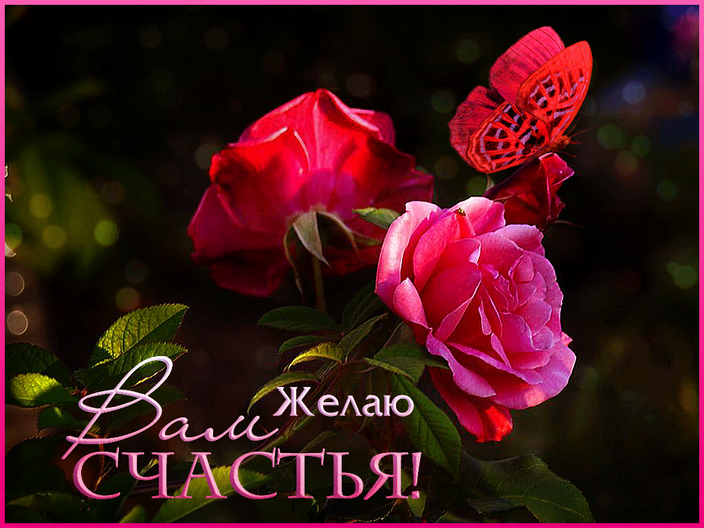 Я желаю вам. Желаем счастья. Пожелания счастья. Желаю вам счастья. Красивые розы с пожеланиями удачи.