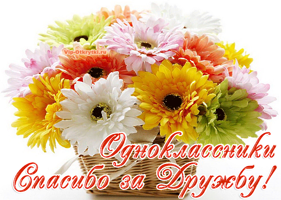 Привет одноклассницы. С днём рождения хризантемы. Открытки с благодарностью. Хризантемы с пожеланиями. Спасибо Одноклассники.