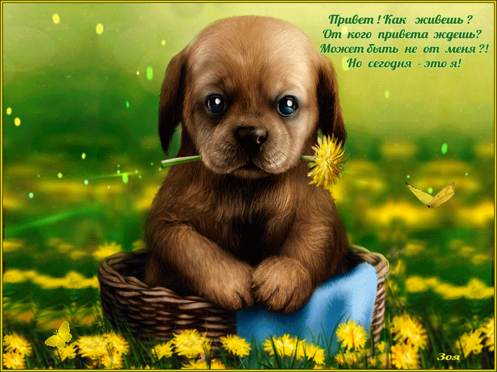 Всем привет меня жить. Добрые пожелания с собачками. Приветствие картинки. Открытки привет. Милый щенок открытка.