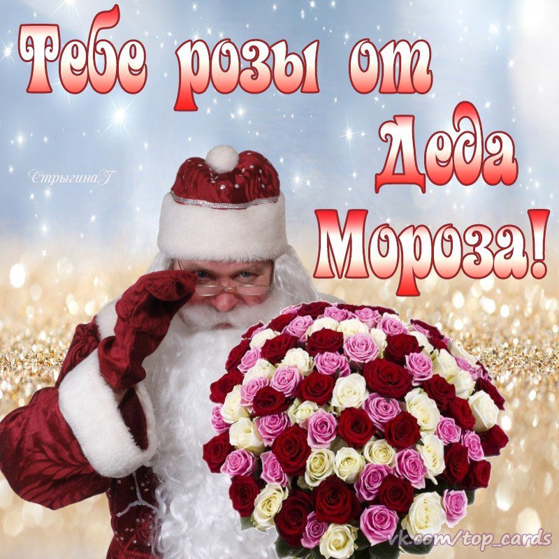 Спасибо деда мороза. Розы от Деда Мороза. Счастья в новом году картинки. Букет «дед Мороз». Дед Мороз с цветами.