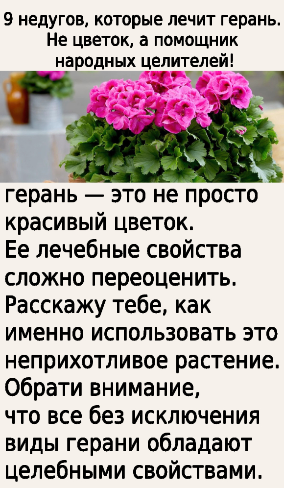 9 недугов, которые лечит герань. Не цветок, а помощник народных целителей!