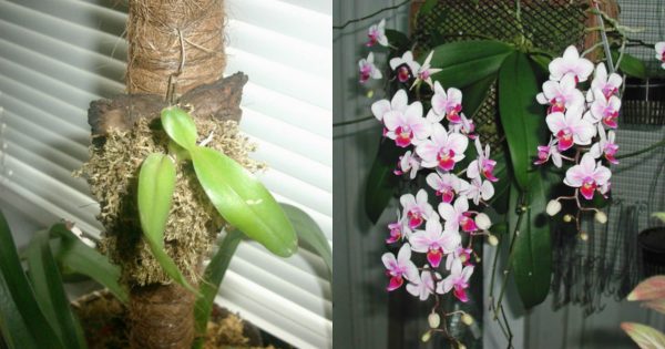 Пересадила орхидею на небольшой блок… Такого пышного цветения я не видела нигде !