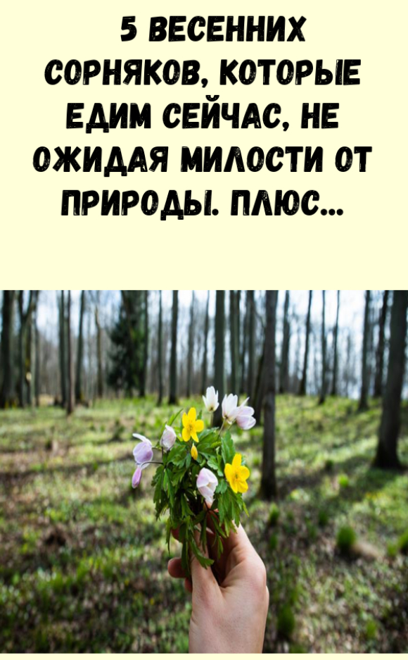 5 весенних сорняков, которые едим сейчас, не ожидая милости от природы. Плюс рогоз