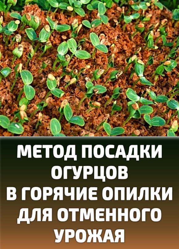 Метод посадки огурцов в горячие опилки для отменного урожая