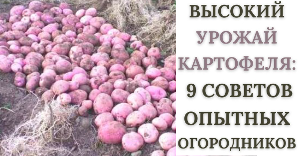 Высокий урожай картофеля: 9 советов опытных огородников