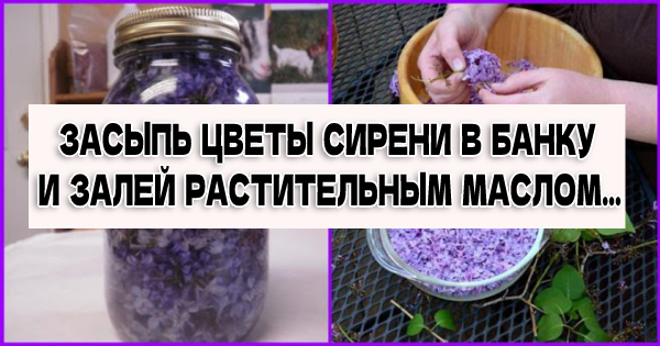 ЗАСЫПЬ ЦВЕТЫ СИРЕНИ В БАНКУ И ЗАЛЕЙ РАСТИТЕЛЬНЫМ МАСЛОМ…