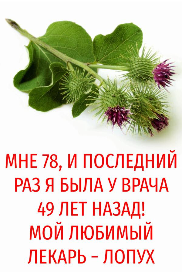 Мне 78, и последний раз я была у врача 49 лет назад! Мой любимый лекарь − лопух