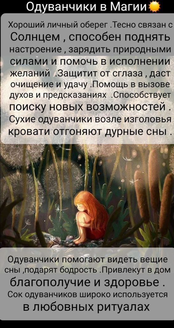 Одуванчики в Магии 🌿