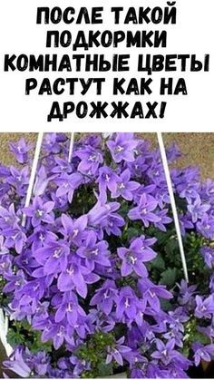 После такой подкормки комнатные растения растут как на дрожжах