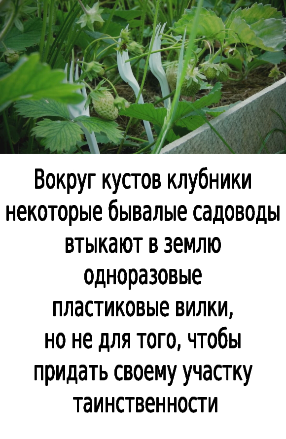 Почему вокруг клубники бывалые садоводы втыкают одноразовые вилки: суперзащита от едоков и гнили