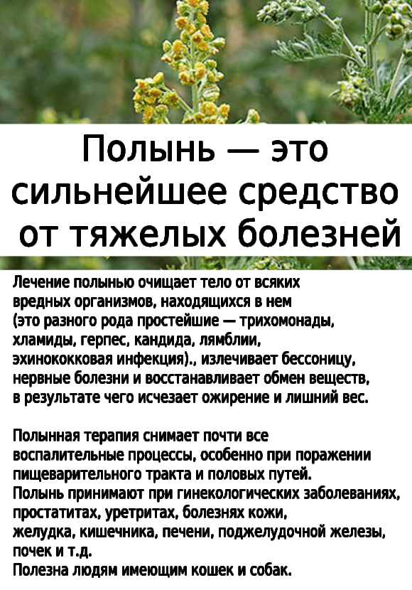 Полынь очищение организма. Лечение полынью. Что лечит Полынь какие болезни. Полынь горькая подмываться. Курс полыни.