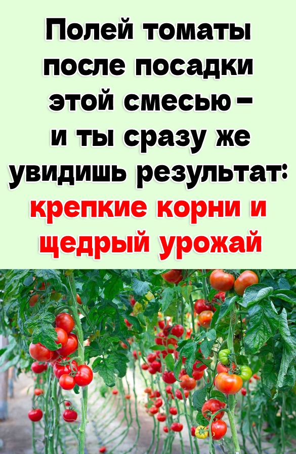 Полей томаты после посадки этой смесью — и ты сразу же увидишь результат: крепкие корни и щедрый урожай