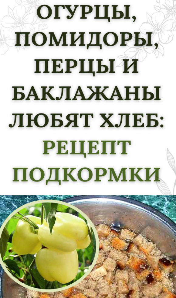 Огурцы, помидоры, перцы и баклажаны любят хлеб: рецепт подкормки