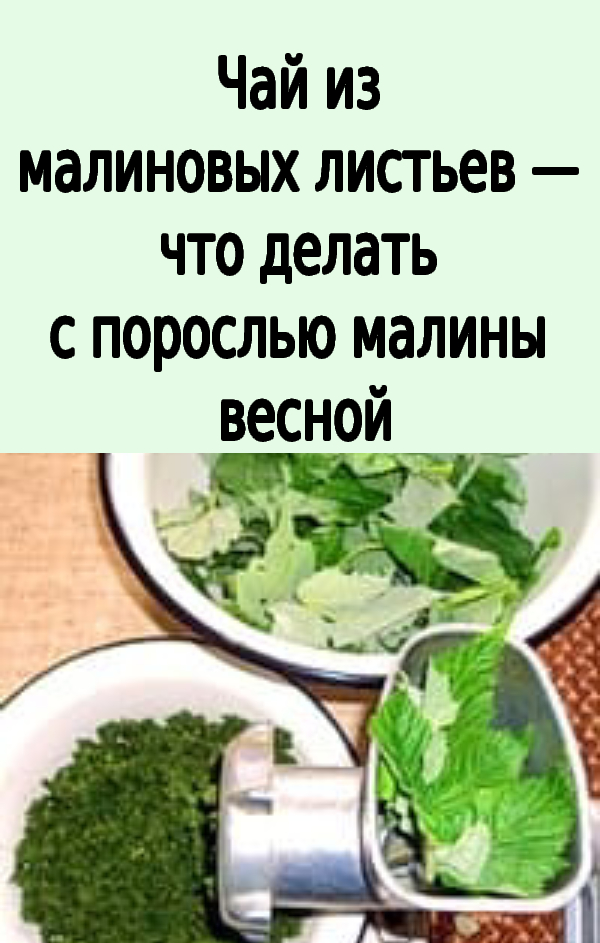 Чай из малиновых листьев — чем полезен, как использовать для заготовки сырья поросль малины