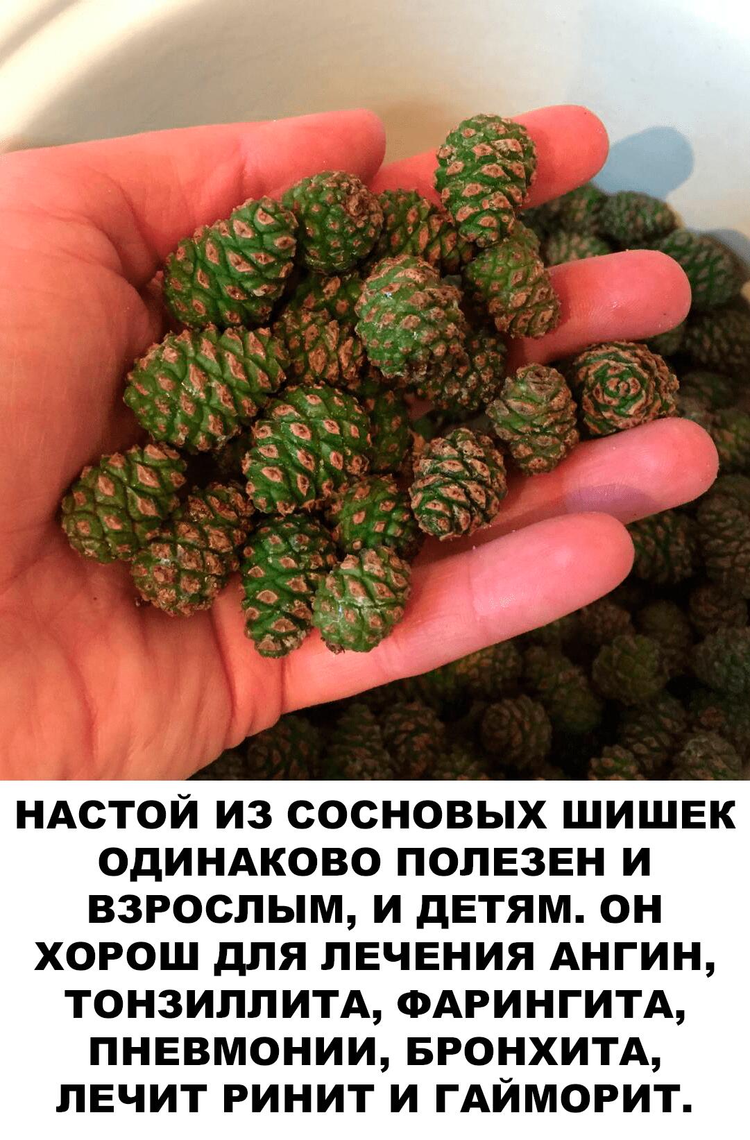 Настой из сосновых шишек