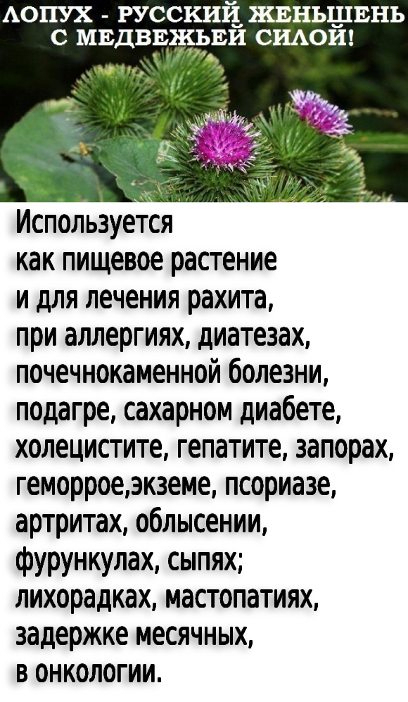 Лопух – это российский женьшень, чудо-корень, запасы которого не ограничены