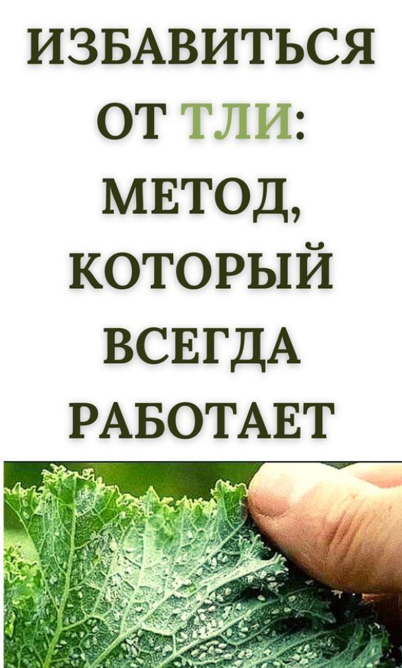 ЭТОТ СПОСОБ ПОМОЖЕТ ИЗБАВИТЬСЯ ОТ ТЛИ РАЗ И НАВСЕГДА! ПРОВЕРЕННЫЙ РЕЗУЛЬТАТ!