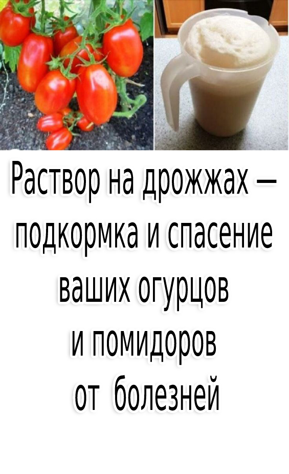 Раствор на дрожжах — подкормка и спасение ваших огурцов и помидоров от болезней