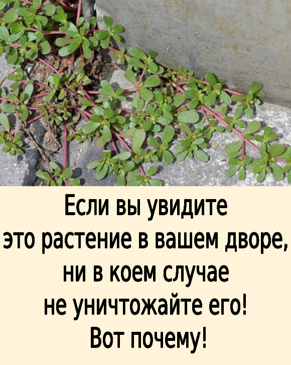 Если вы увидите это растение в вашем дворе, ни в коем случае не уничтожайте его! Вот почему!