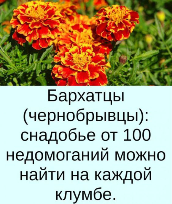 Бархатцы — чай с одним цветком способен «вытянуть» 100 болезней!