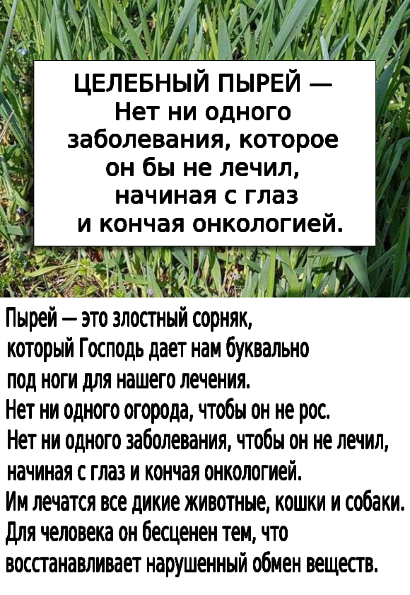 ЦЕЛЕБНЫЙ ПЫРЕЙ — Нет ни одного заболевания, которое он бы не лечил, начиная с глаз и кончая онкологией.