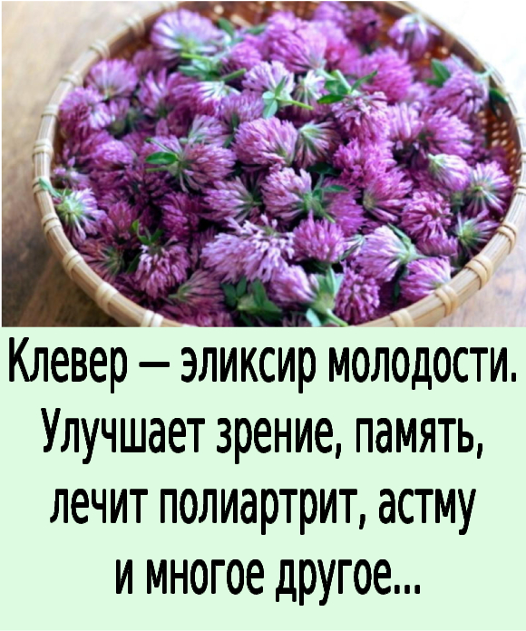 Клевер — эликсир молодости. Улучшает зрение, память, лечит полиартрит, астму и многое другое