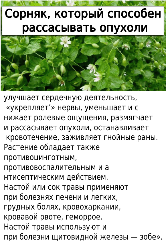 Сорняк, который способен рассасывать опухоли