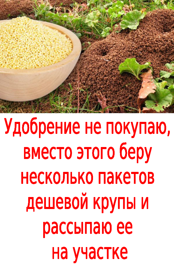 Удобрение не покупаю, вместо этого беру несколько пакетов дешевой крупы и рассыпаю ее на участке