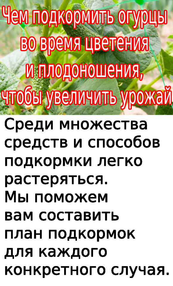 Чем подкормить огурцы во время цветения и плодоношения, чтобы увеличить урожай