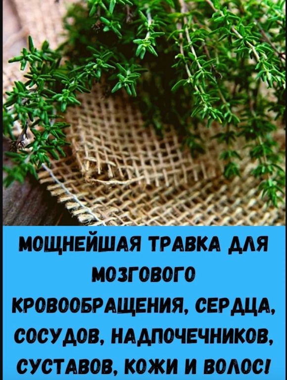 Мощнейшая травка для мозгового кровообращения, сердца, сосудов, надпочечников, суставов, кожи и волос!