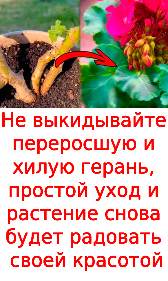 Не выкидывайте переросшую и хилую герань, простой уход и растение снова будет радовать своей красотой