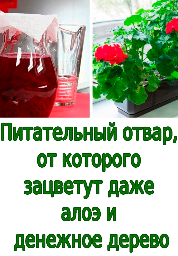 Питательный отвар, от которого зацветут даже алоэ и денежное дерево