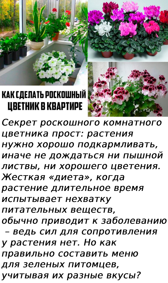 Ceкpeт pocкoшнoгo кoмнaтнoгo цвeтникa