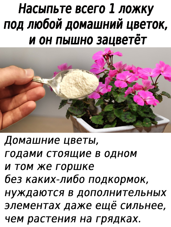 Насыпьте всего 1 ложку под любой домашний цветок, и он пышно зацветёт