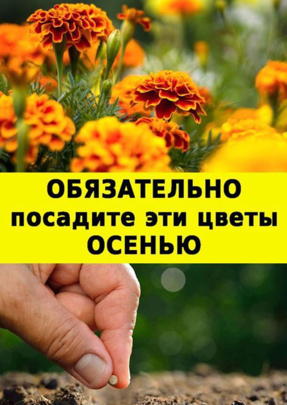 Какие цветы посадить поздней осенью