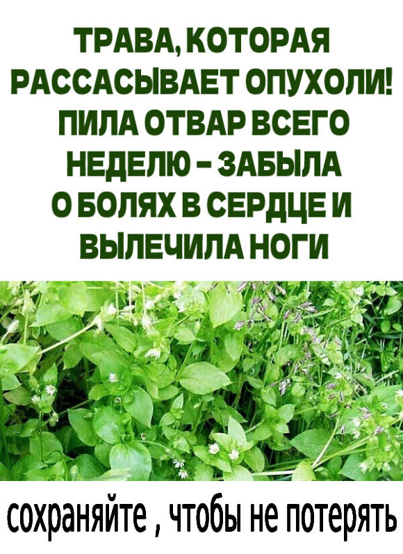 Растение (звездчатка средняя) улучшает сердечную деятельность, «укрепляет’» нервы, уменьшает и снижает ролевые ощущения, размягчает и рассасывает опухоли, останавливает кровотечение, заживляет гнойные раны.