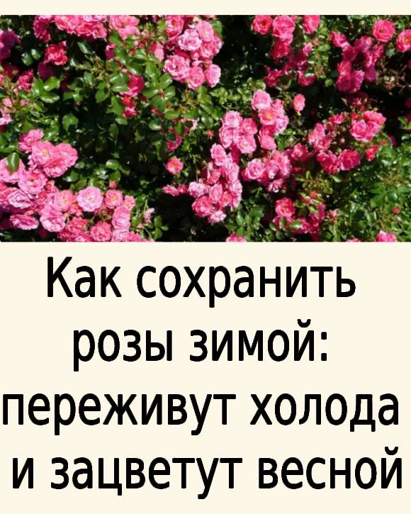 Как сохранить розы зимой: переживут холода и зацветут весной