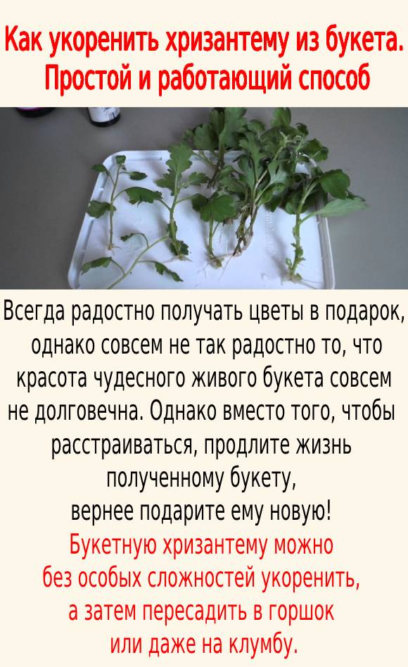 Как укоренить хризантему из букета. Простой и работающий способ