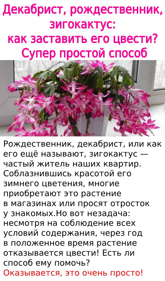 Декабрист, рождественник, зигокактус: как заставить его цвести? Супер простой способ