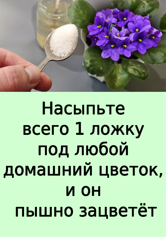 Насыпьте всего 1 ложку под любой домашний цветок, и он пышно зацветёт