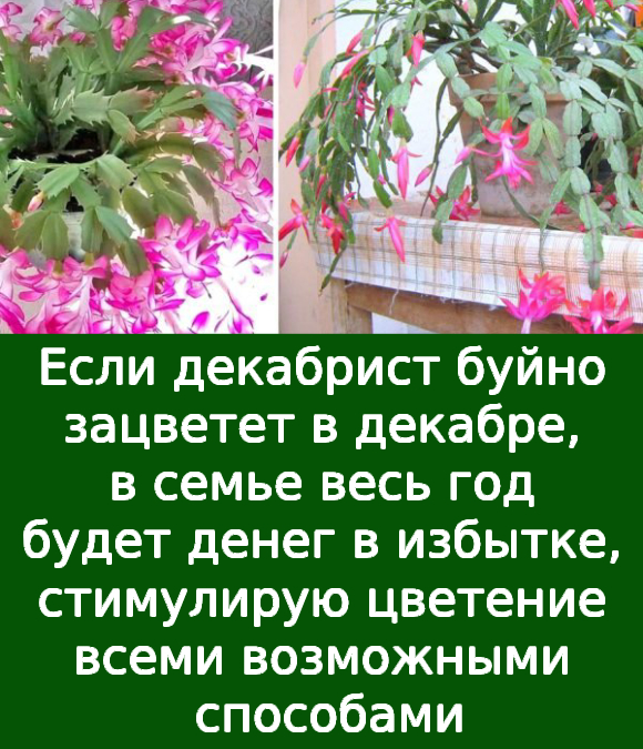 Если декабрист буйно зацветет в декабре, в семье весь год будет денег в избытке, стимулирую цветение всеми возможными способами