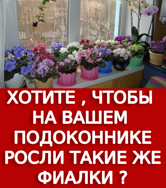 10 лучших подкормок для домашних растений: каждая максимум из 2 ингредиентов! Моей оранжерее не будет равных!