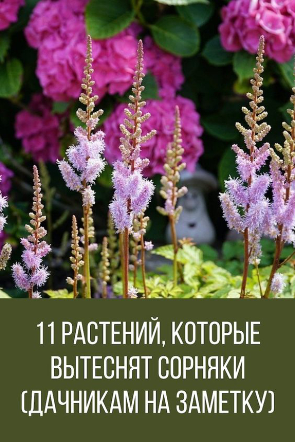 11 растений, которые вытеснят сорняки (дачникам на заметку)