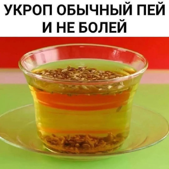 Укроп обычный пeй и не болeй