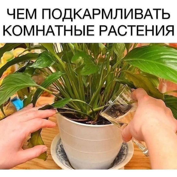 Подкормки для комнатных растений