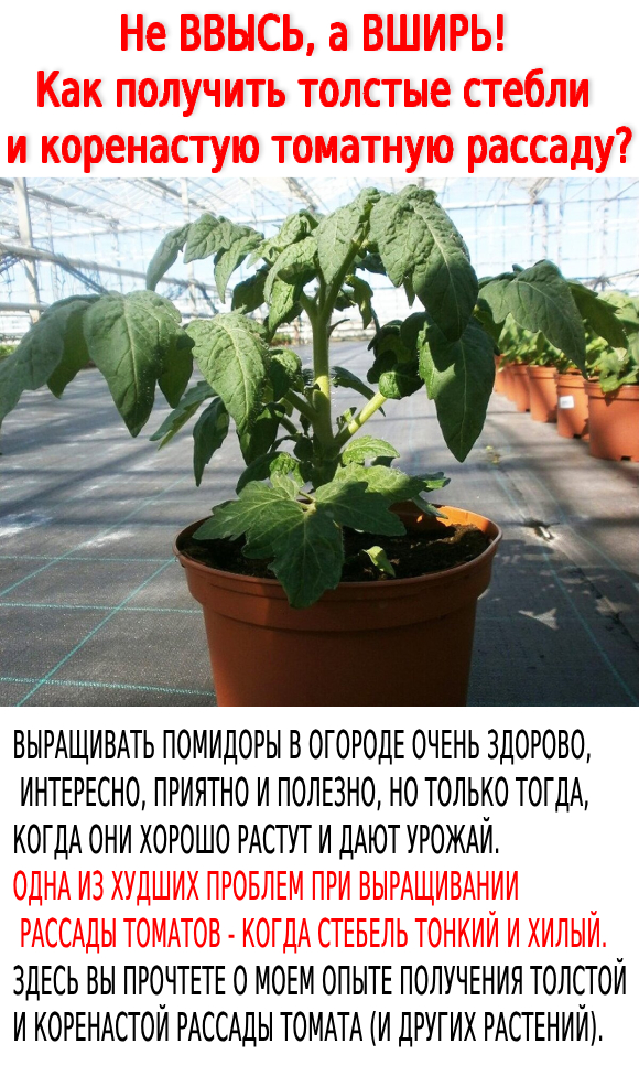 Не ВВЫСЬ, а ВШИРЬ! Как получить толстые стебли и коренастую томатную рассаду?