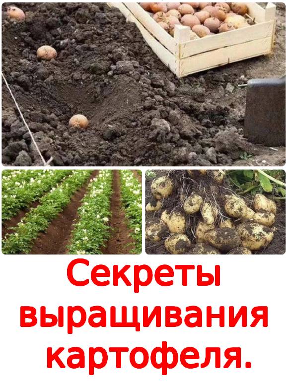 Секреты выращивания картофеля.