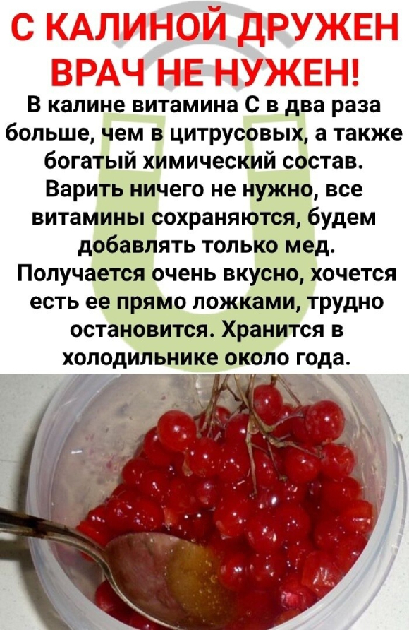 С КАЛИНОЙ ДРУЖЕН – ВРАЧ НЕ НУЖЕН ЦЕЛЕБНЫЕ свойства КАЛИНЫ: простые рецепты.